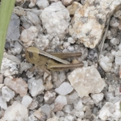 Praxibulus sp. (genus) (A grasshopper) at Yaouk, NSW - 5 Dec 2021 by AlisonMilton