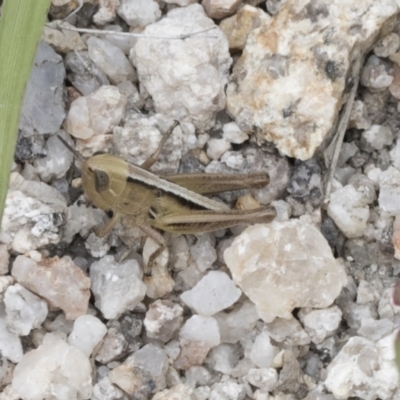 Praxibulus sp. (genus) (A grasshopper) at Yaouk, NSW - 5 Dec 2021 by AlisonMilton