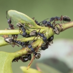 Dolichoderus scabridus (Dolly ant) at Yaouk, NSW - 5 Dec 2021 by AlisonMilton