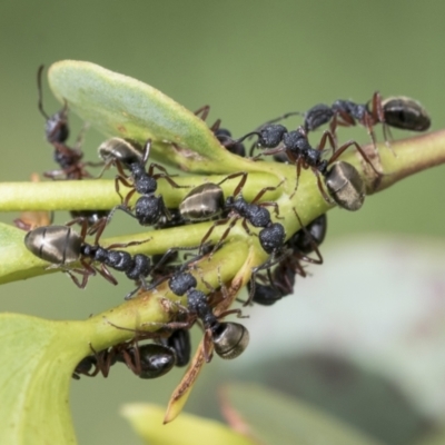 Dolichoderus scabridus (Dolly ant) at Yaouk, NSW - 5 Dec 2021 by AlisonMilton