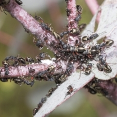 Dolichoderus scabridus (Dolly ant) at Yaouk, NSW - 5 Dec 2021 by AlisonMilton