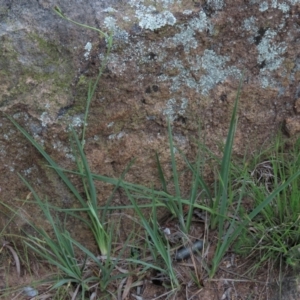 Dianella sp. aff. longifolia (Benambra) at Monash, ACT - 8 Dec 2021 06:23 PM