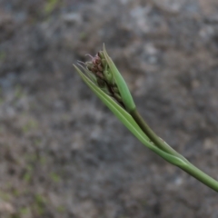 Dianella sp. aff. longifolia (Benambra) at Monash, ACT - 8 Dec 2021 06:23 PM