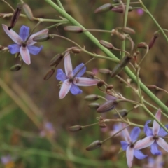 Dianella sp. aff. longifolia (Benambra) at Monash, ACT - 8 Dec 2021