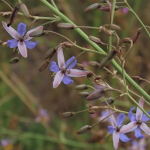 Dianella sp. aff. longifolia (Benambra) at Monash, ACT - 8 Dec 2021 06:23 PM