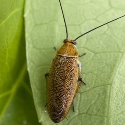 Ellipsidion humerale (Common Ellipsidion) at Jerrabomberra, NSW - 9 Dec 2021 by Steve_Bok