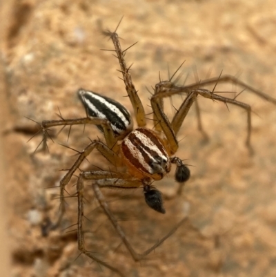 Oxyopes (genus) (Lynx spider) at Jerrabomberra, NSW - 9 Dec 2021 by SteveBorkowskis