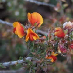 Pultenaea procumbens (Bush Pea) at Monash Grassland - 3 Nov 2021 by AndyRoo