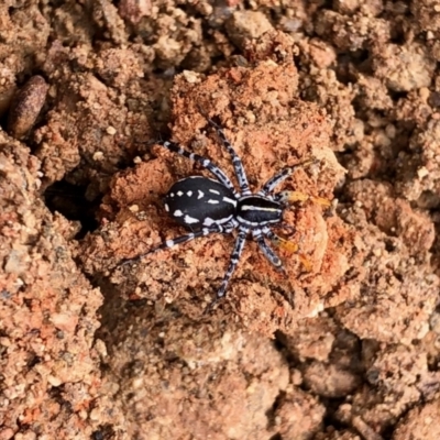 Nyssus coloripes (Spotted Ground Swift Spider) at Aranda, ACT - 9 Dec 2021 by KMcCue