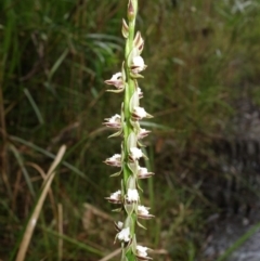 Prasophyllum australe (Austral Leek Orchid) at Huskisson, NSW - 8 Dec 2021 by RobG1