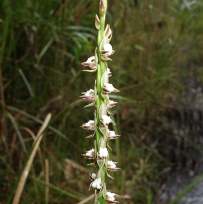 Prasophyllum australe (Austral Leek Orchid) at Huskisson, NSW - 8 Dec 2021 by RobG1