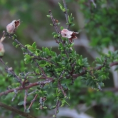 Cryptandra amara (Bitter Cryptandra) at Monash, ACT - 3 Nov 2021 by AndyRoo