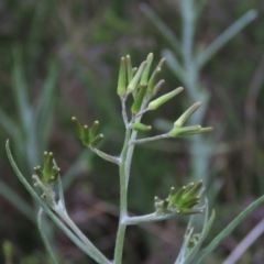 Senecio quadridentatus (Cotton Fireweed) at Monash, ACT - 3 Nov 2021 by AndyRoo