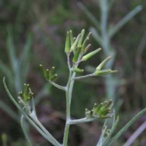 Senecio quadridentatus at Monash, ACT - 3 Nov 2021 07:02 PM