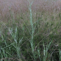 Senecio quadridentatus at Monash, ACT - 3 Nov 2021 07:02 PM