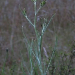 Senecio quadridentatus at Monash, ACT - 3 Nov 2021 07:02 PM