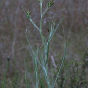 Senecio quadridentatus at Monash, ACT - 3 Nov 2021 07:02 PM