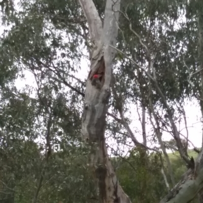 Callocephalon fimbriatum (Gang-gang Cockatoo) at Red Hill, ACT - 8 Dec 2021 by HelenJ