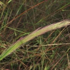 Dichelachne sp. (Plume Grasses) at Monash, ACT - 8 Dec 2021 by AndyRoo