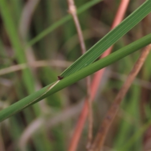 Dichelachne sp. at Monash, ACT - 8 Dec 2021