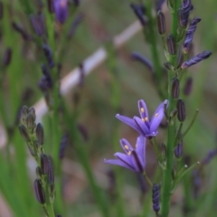 Caesia calliantha (Blue Grass-lily) at Monash, ACT - 8 Dec 2021 by AndyRoo