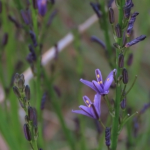 Caesia calliantha at Monash, ACT - 8 Dec 2021