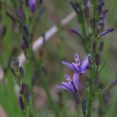 Caesia calliantha (Blue Grass-lily) at Monash Grassland - 8 Dec 2021 by AndyRoo