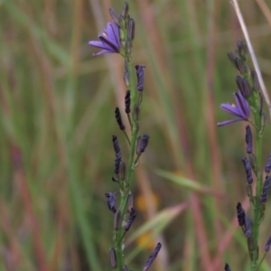 Caesia calliantha at Monash, ACT - 8 Dec 2021