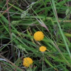 Leptorhynchos squamatus subsp. squamatus (Scaly Buttons) at Monash Grassland - 8 Dec 2021 by AndyRoo