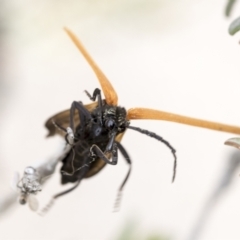 Porrostoma rhipidium (Long-nosed Lycid (Net-winged) beetle) at Yaouk, NSW - 5 Dec 2021 by AlisonMilton