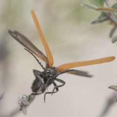 Porrostoma rhipidium at Yaouk, NSW - 5 Dec 2021