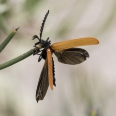 Porrostoma rhipidium at Yaouk, NSW - 5 Dec 2021