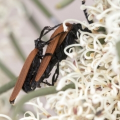 Porrostoma rhipidium at Yaouk, NSW - 5 Dec 2021