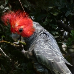 Callocephalon fimbriatum (Gang-gang Cockatoo) at Hughes, ACT - 8 Dec 2021 by TomT