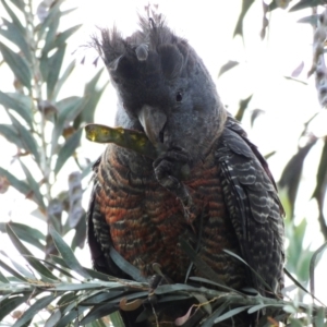 Callocephalon fimbriatum at Hughes, ACT - 8 Dec 2021