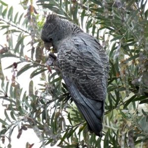 Callocephalon fimbriatum at Hughes, ACT - 8 Dec 2021