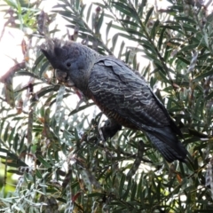 Callocephalon fimbriatum at Hughes, ACT - 8 Dec 2021