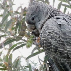 Callocephalon fimbriatum at Hughes, ACT - 8 Dec 2021