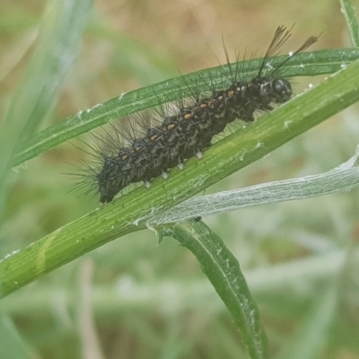 Nyctemera amicus (Senecio Moth, Magpie Moth, Cineraria Moth) at Mount Majura - 6 Dec 2021 by MAX