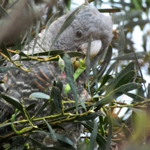 Callocephalon fimbriatum at Deakin, ACT - 8 Dec 2021