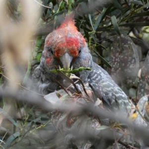 Callocephalon fimbriatum at Deakin, ACT - 8 Dec 2021