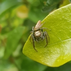 Helpis minitabunda (Threatening jumping spider) at Watson, ACT - 5 Dec 2021 by MPW