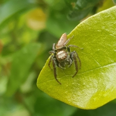 Helpis minitabunda (Threatening jumping spider) at Watson, ACT - 5 Dec 2021 by MPW
