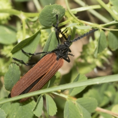 Porrostoma rhipidium (Long-nosed Lycid (Net-winged) beetle) at West Belconnen Pond - 7 Dec 2021 by AlisonMilton