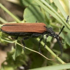 Porrostoma rhipidium at Dunlop, ACT - 7 Dec 2021