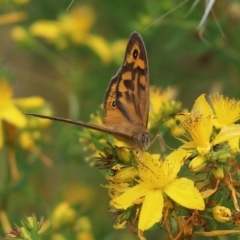 Heteronympha merope (Common Brown Butterfly) at Cook, ACT - 7 Dec 2021 by Tammy