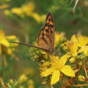 Heteronympha merope at Cook, ACT - 7 Dec 2021 11:27 AM