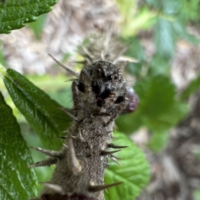 Servaea sp. (genus) (Unidentified Servaea jumping spider) at Murrumbateman, NSW - 9 Dec 2021 by SimoneC