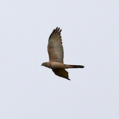 Accipiter fasciatus (Brown Goshawk) at Gordon, ACT - 8 Dec 2021 by RodDeb