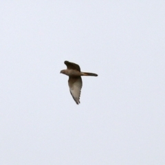 Accipiter fasciatus at Gordon, ACT - 8 Dec 2021